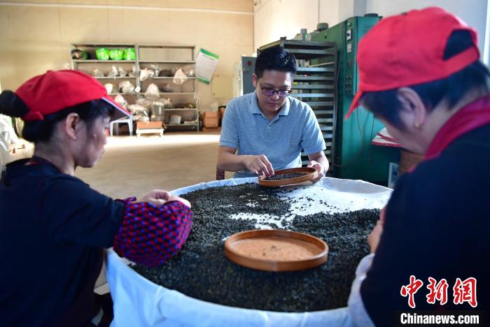 圖為張?jiān)涝谏a(chǎn)車間內(nèi)與工人一起查看茶葉品質(zhì)?！埍?攝